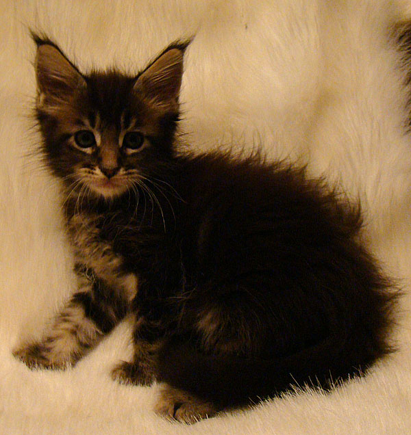     Catsvill County!   !    !       !!!    Catsvill County +7-926-544-74-09     .   ,   ,   ,    ,   ,  ,     ,   -,    ,   !